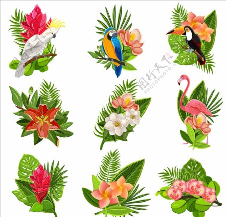 热带鸟类花朵素材