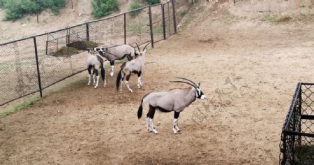 北京八达岭野生动物园长角羚羊