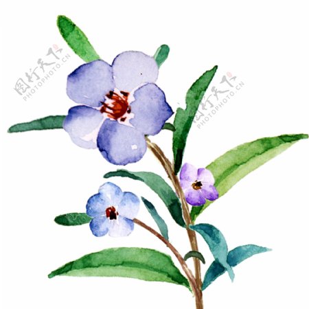 手绘水彩植物蓝色花卉元素