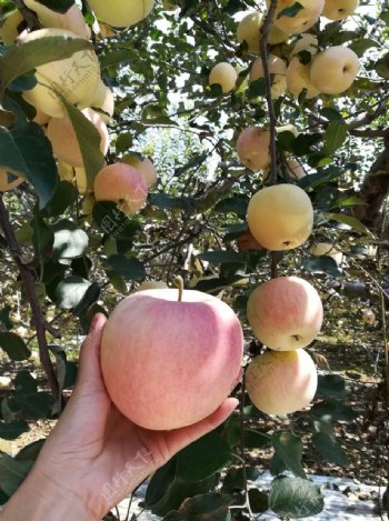 去袋苹果红富士苹果苹果园