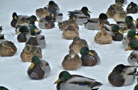 雪地里休息的鸭群