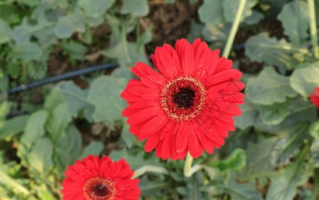 红色荷兰菊