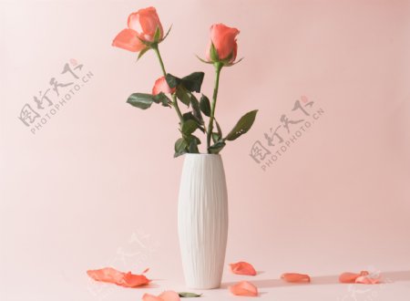 粉色背景下的玫瑰花