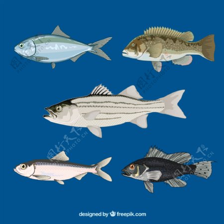 5款彩绘逼真鱼类侧面