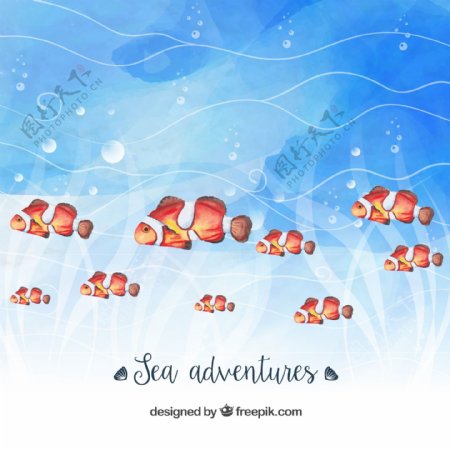 彩绘海底小丑鱼群