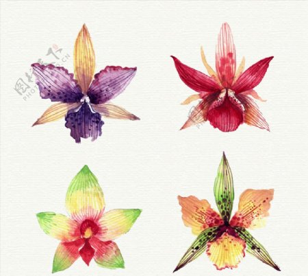 水彩绘兰花花朵设计