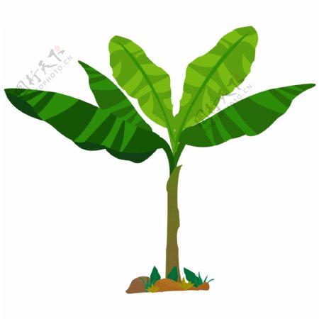 卡通手绘芭蕉树植物