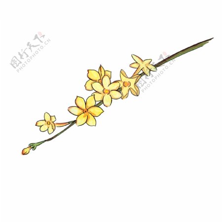 迎春花黄色水彩植物花朵小清新春天花草图标