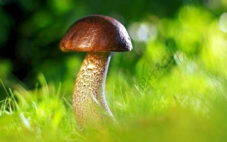 野蘑菇摄影唯美