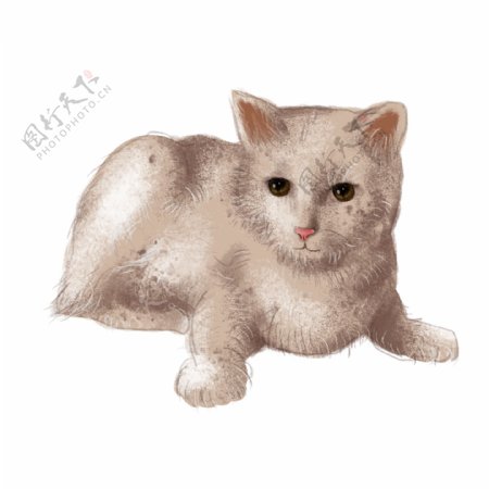 可爱小猫咪写实灰白