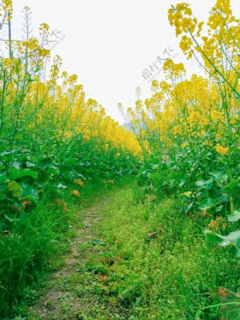 油菜花