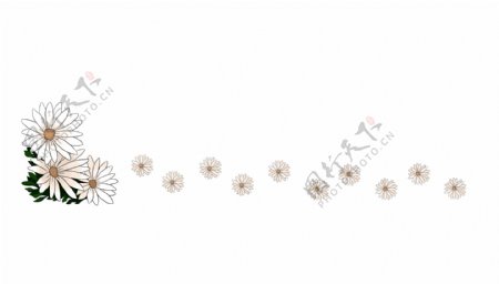 白色的花卉分割线插画