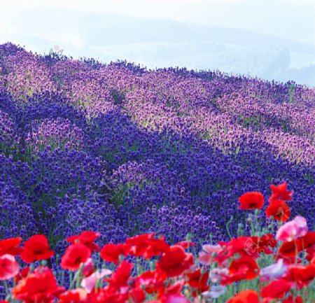 植物薰衣草草地紫色花朵