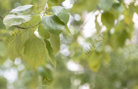 树叶绿色光斑摄影图