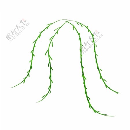 手绘植物柳树树叶插画风格