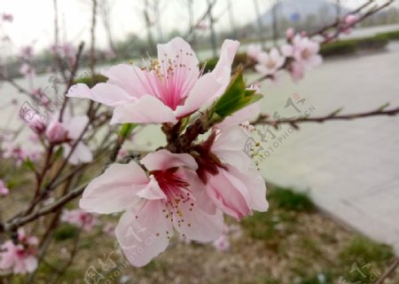 桃花花卉粉色