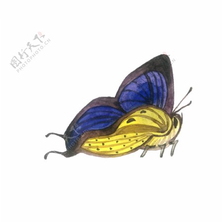蝴蝶紫色黄色翅膀透明PNG昆虫