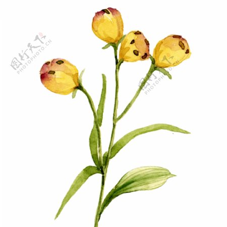 小清新水彩植物黄色花苞花卉元素