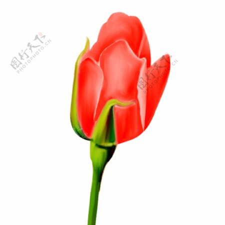 手绘红玫瑰花苞植物元素