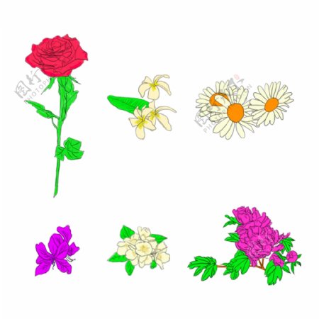 手绘6种花卉素材