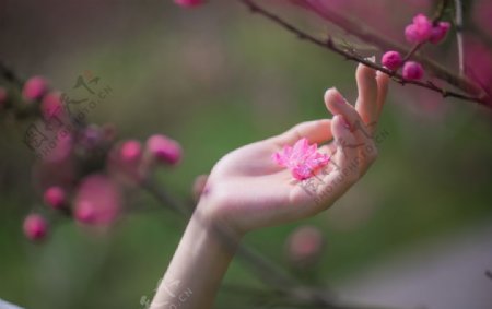 手捧桃花