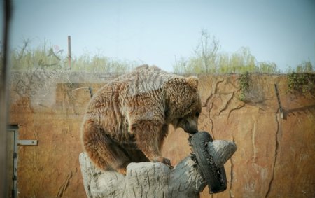 动植物园熊