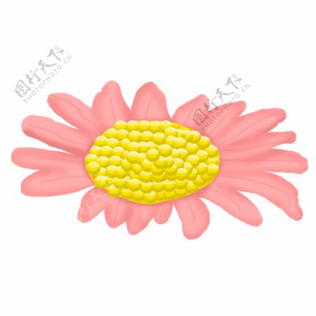 粉色植物菊花插画