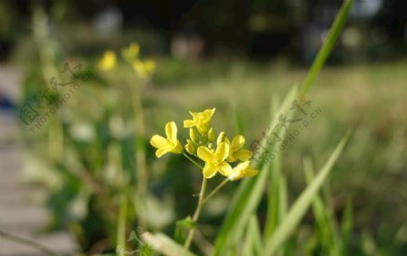 小黄花