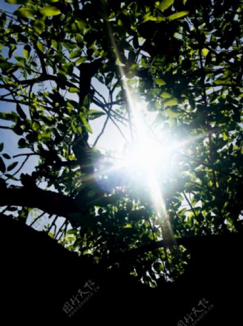 阳光透过树叶树影投下光
