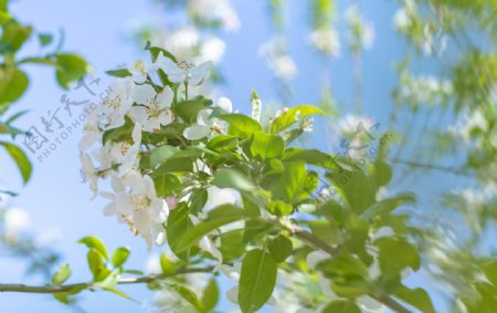 苹果花