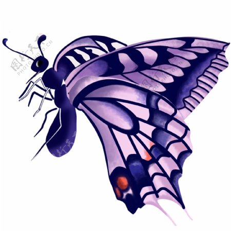 手绘水彩风紫色蝴蝶