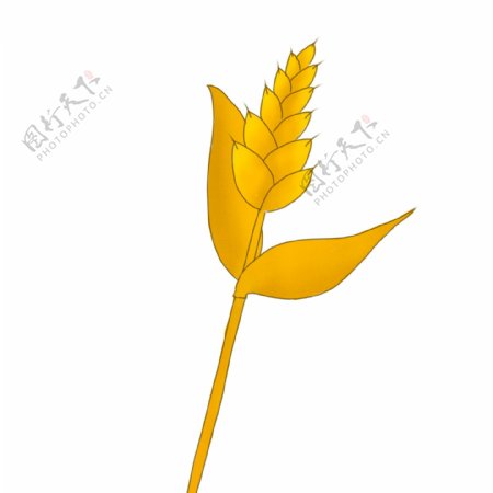 金色小麦植物插画