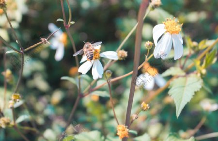 在花朵上采蜜的蜜蜂商用背景图