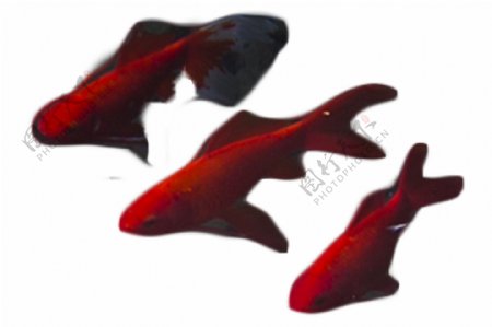 三只游来游去的红色小鱼