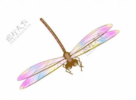 夏季昆虫蜻蜓设计