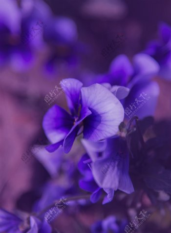 静物摄影拍摄之花朵