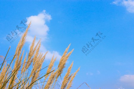 蓝天下的植物摄影图