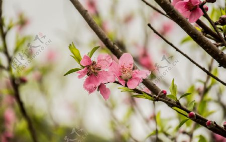 春天的粉色桃花树