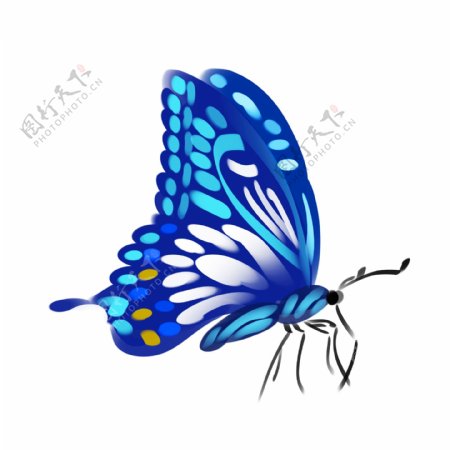 蓝色蝴蝶动物插画