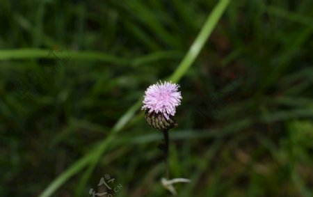 野花