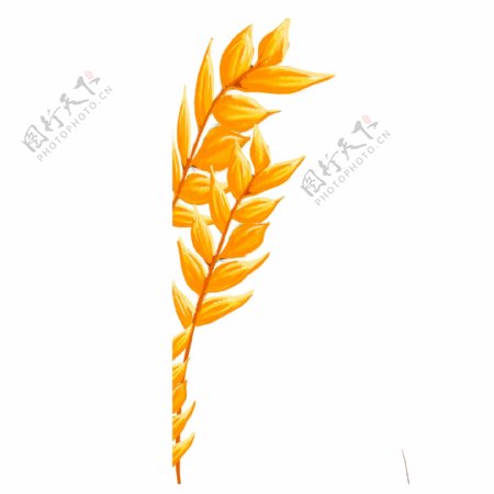 水彩小麦装饰PNG免抠图