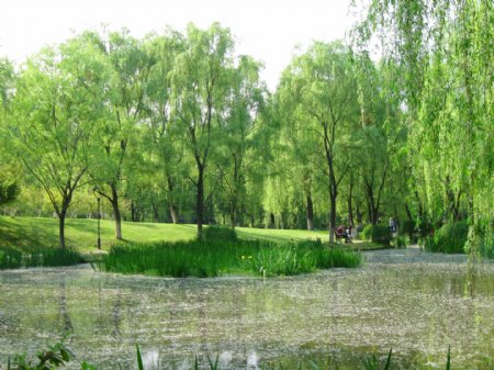湿地公园水体整治柳树
