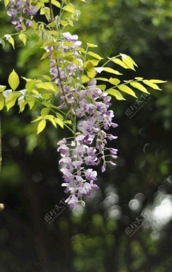 苏州园林紫腾花