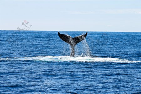 海面鲸鱼尾