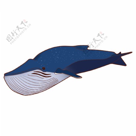 大蓝鲸鲸鱼