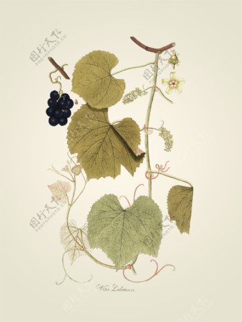 古植物葡萄装饰画