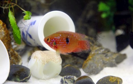 红宝石鱼守护鱼卵