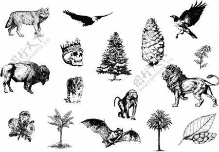 黑白矢量野生动物素描图案
