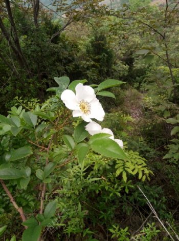 蔷薇科白色小花