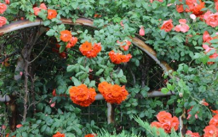 雨露月季花